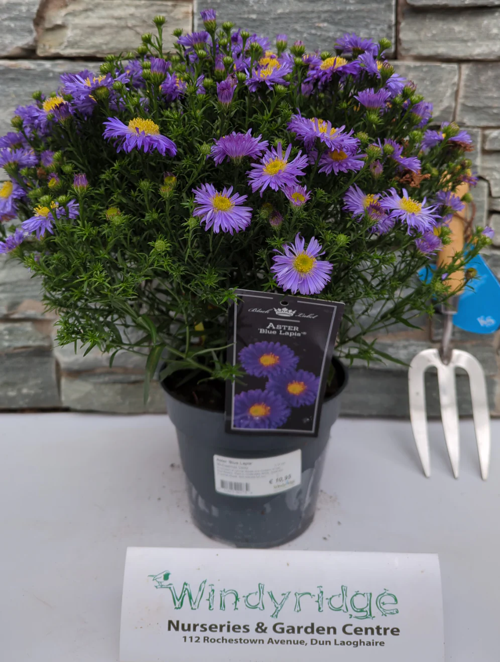 Aster Blue Lapis  2 Ltr pot - Image 2