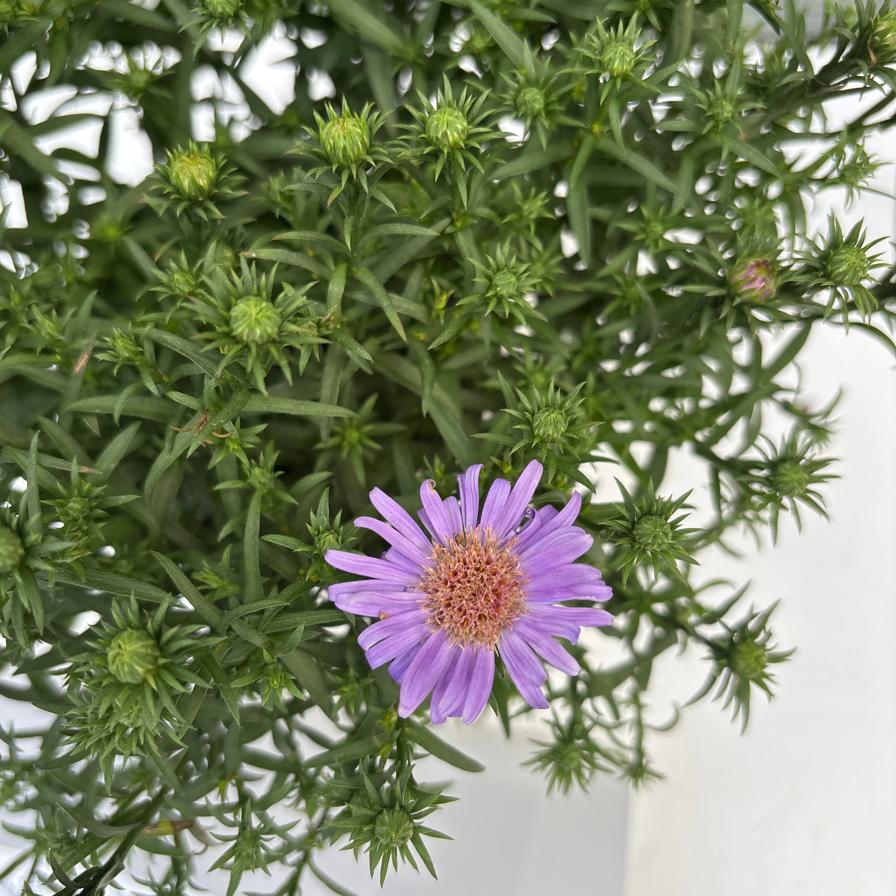 Aster d. Aster La Vista mix  P12 - Image 3