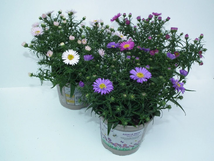 Aster dumosus mix  P12 - Image 2