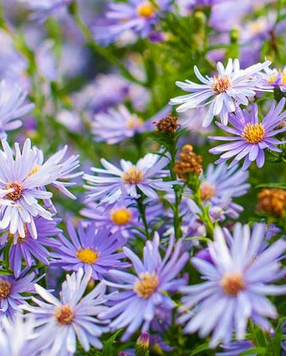ASTER Little Carlow