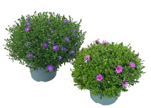 Aster mix  P19