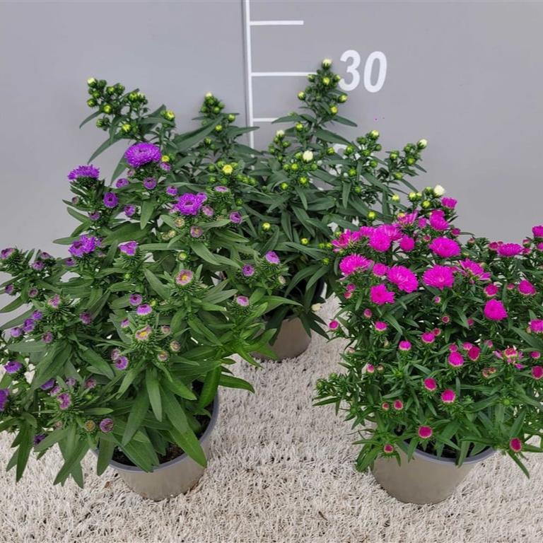 Aster Showmakers mix  P13 - Image 2