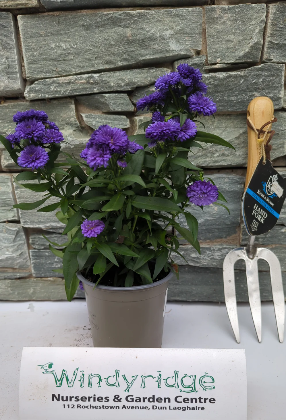 Aster Showmakers mix  P13 - Image 3