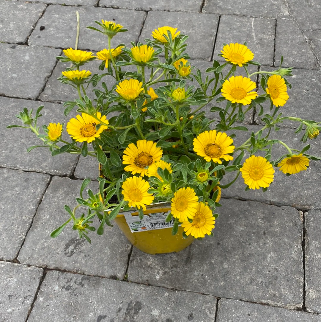 Asteriscus Yellow 2L - Image 4