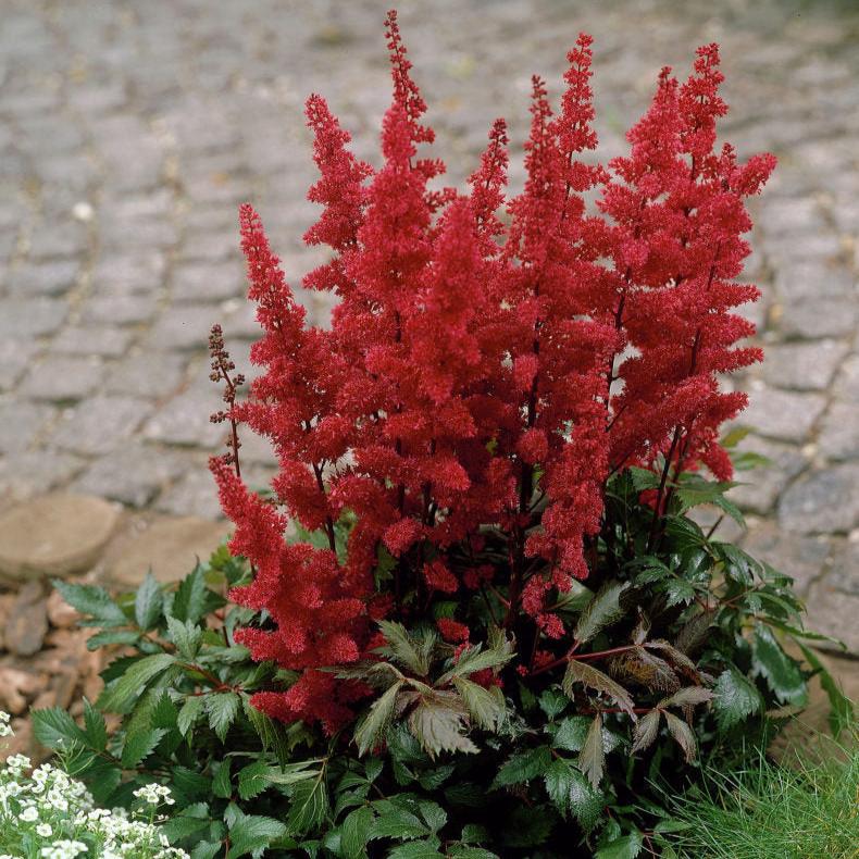 Astilbe ar. 'Fanal' - Image 3