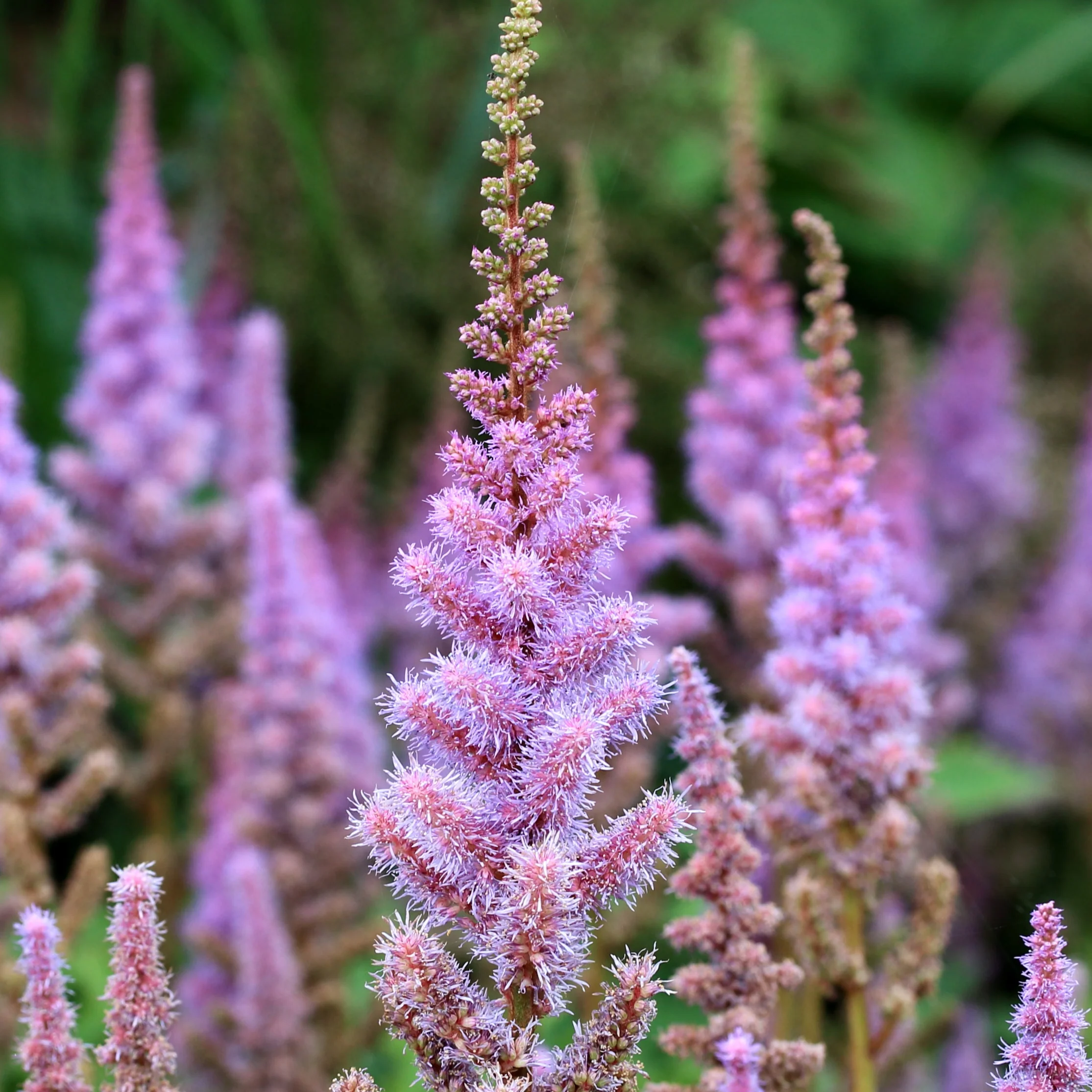 ASTILBE chin. Pumila NP