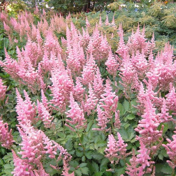 ASTILBE chin. Vision in Pink - Image 2
