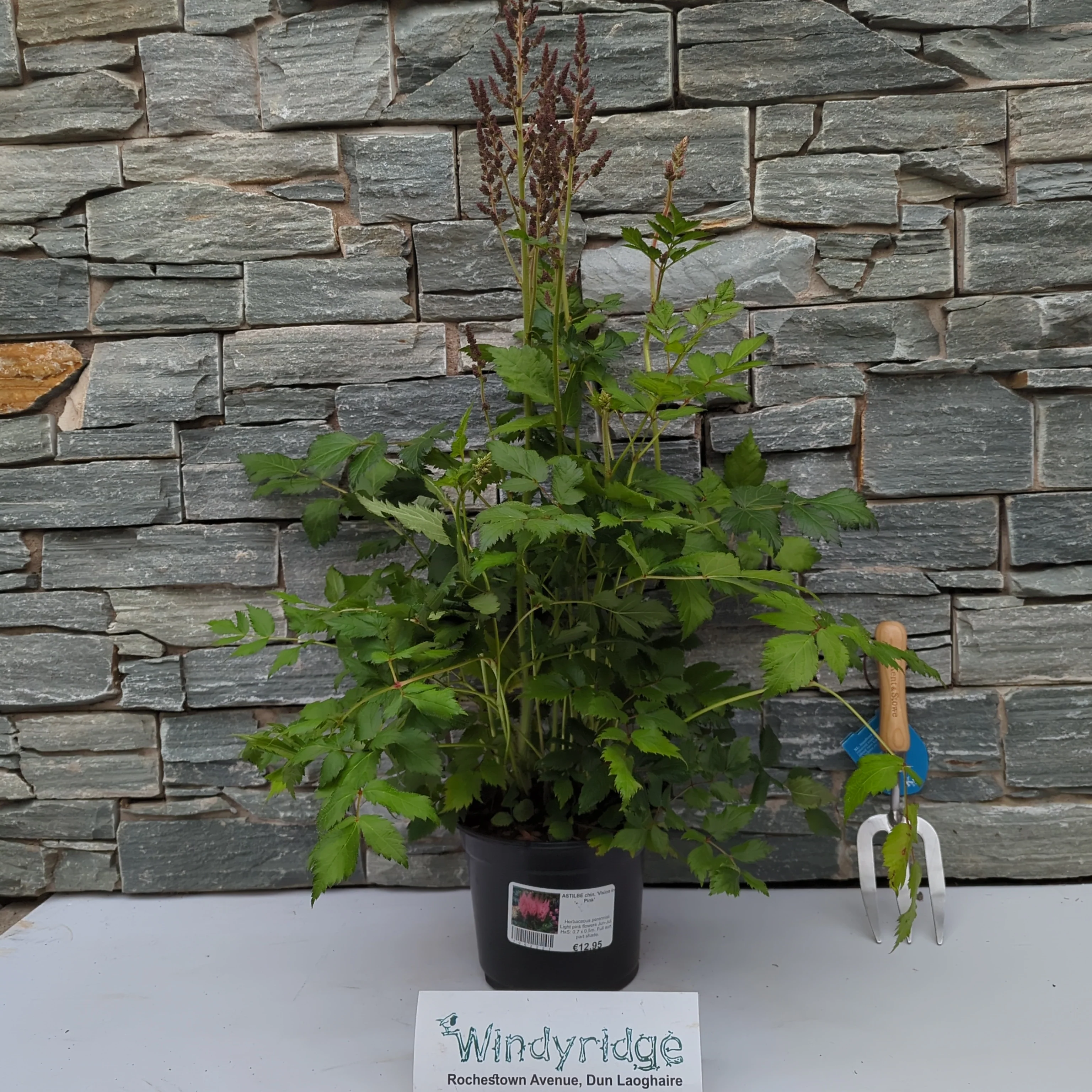 ASTILBE chin. Vision in Pink - Image 3