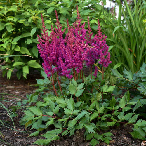 ASTILBE chin. Vision in Red 3L
