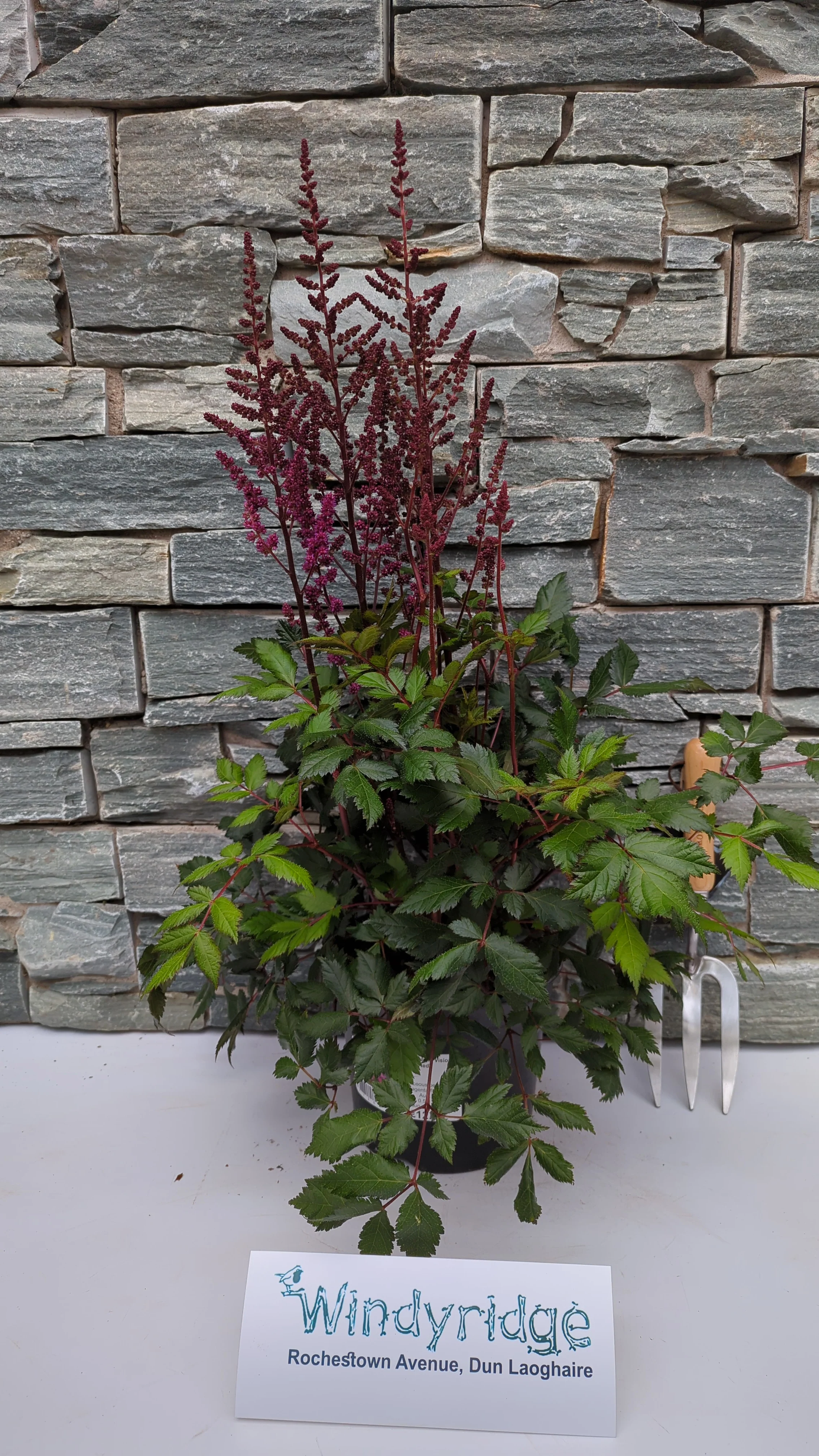 ASTILBE chin. Vision in Red 3L - Image 2