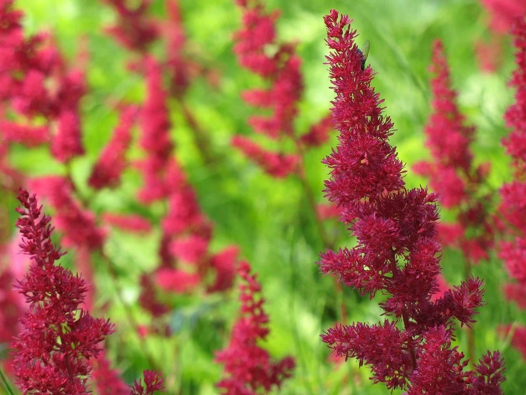 ASTILBE Chocolate Cherry
