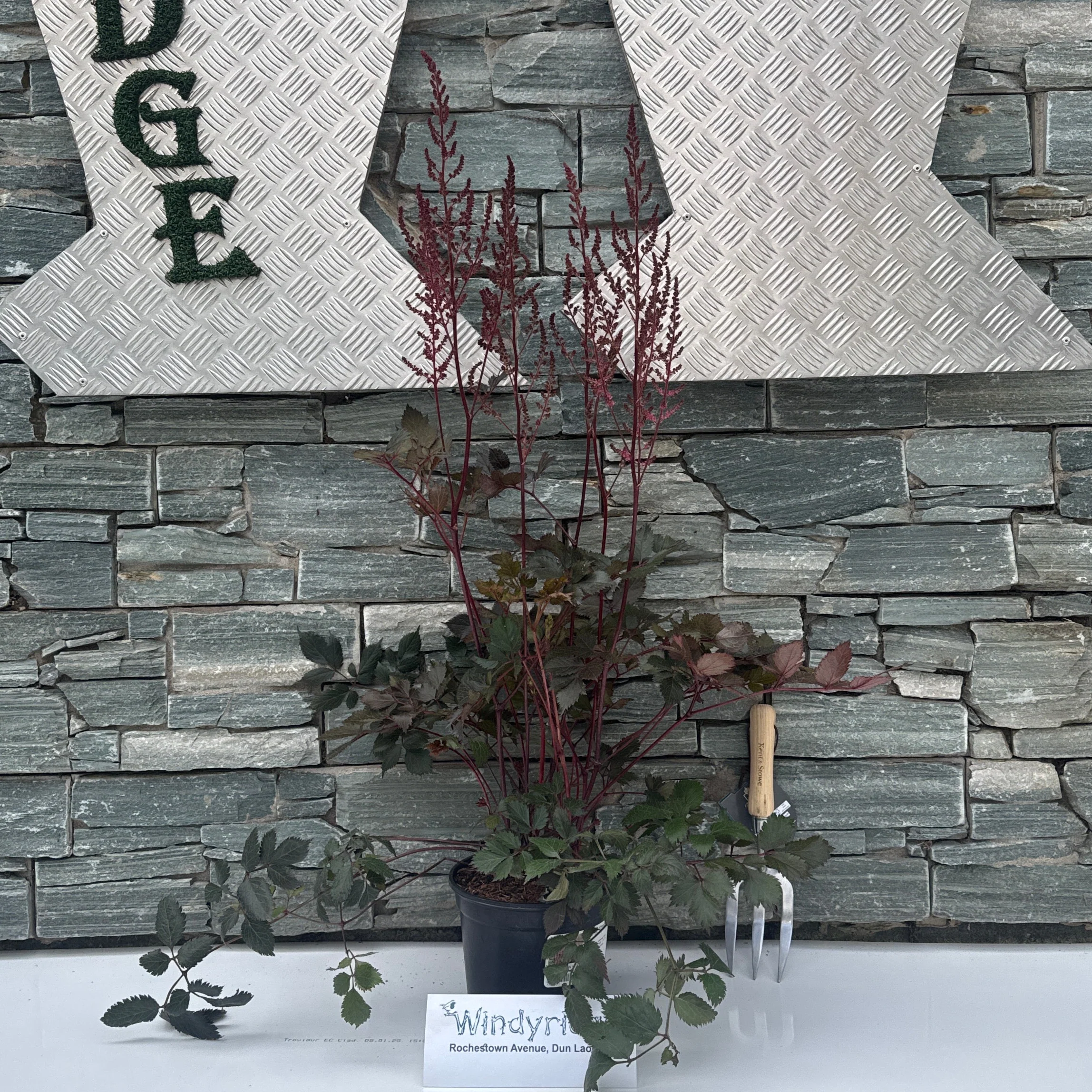 ASTILBE Chocolate Cherry - Image 2