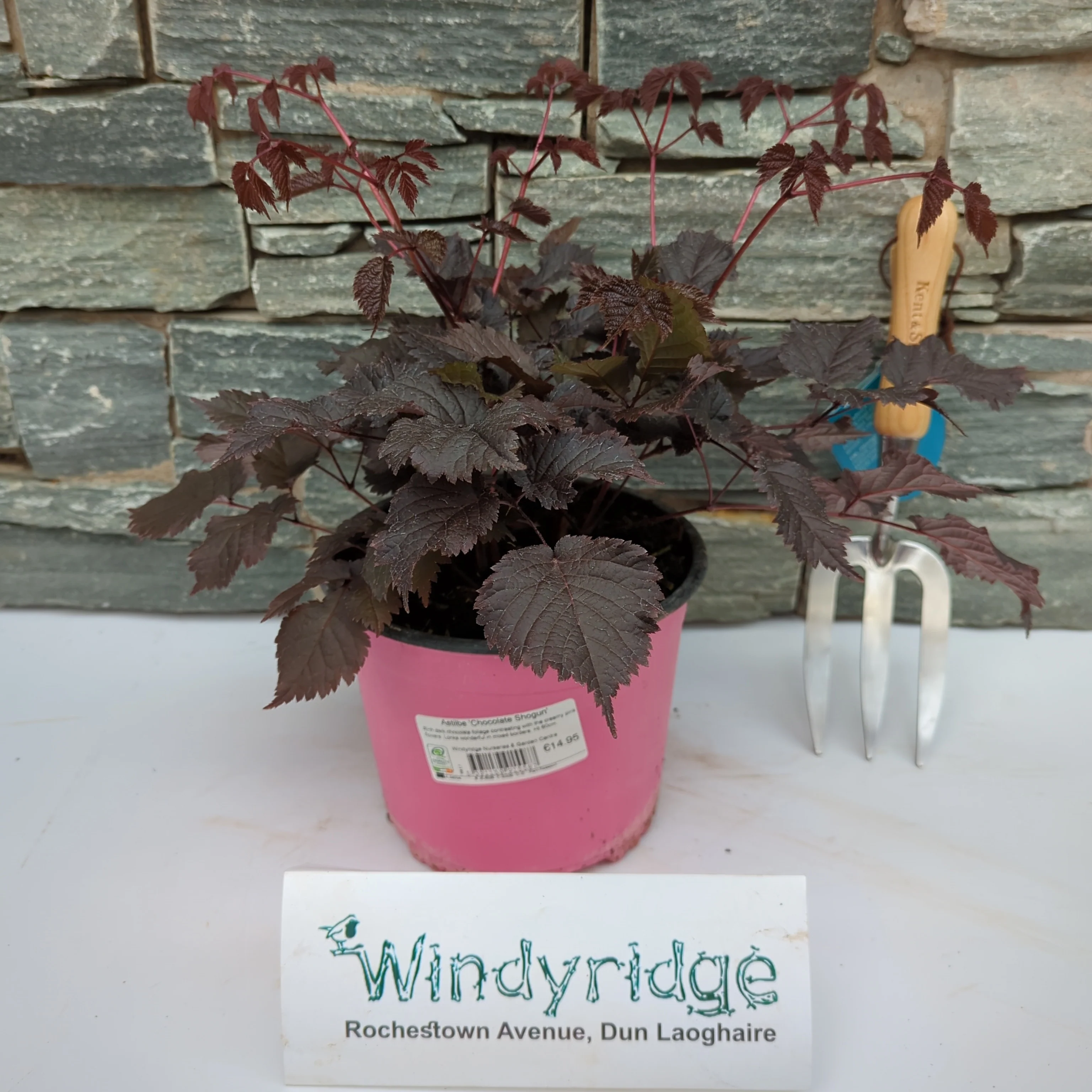 Astilbe Chocolate Shogun - Image 2