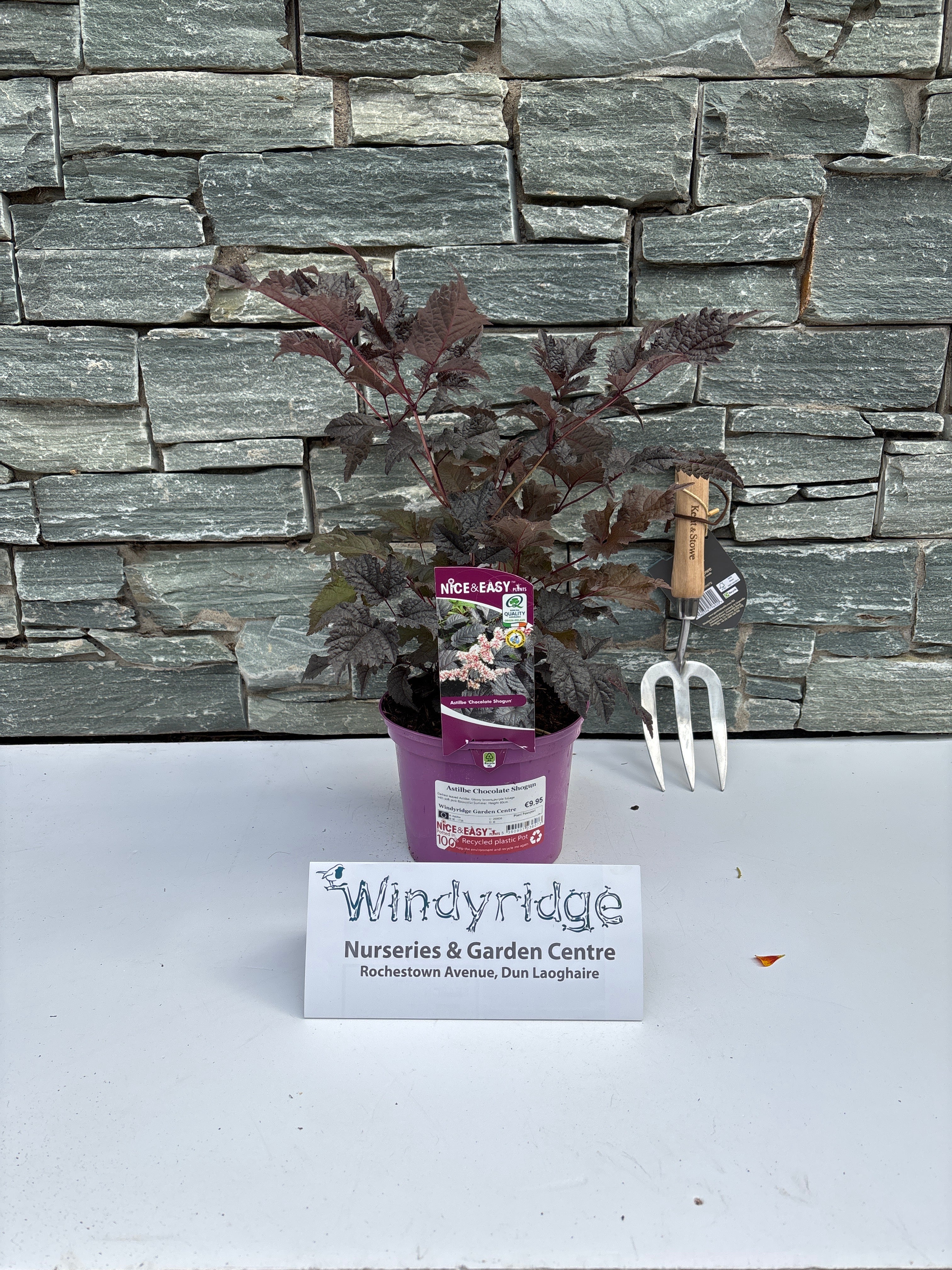 Astilbe Chocolate Shogun - Image 2