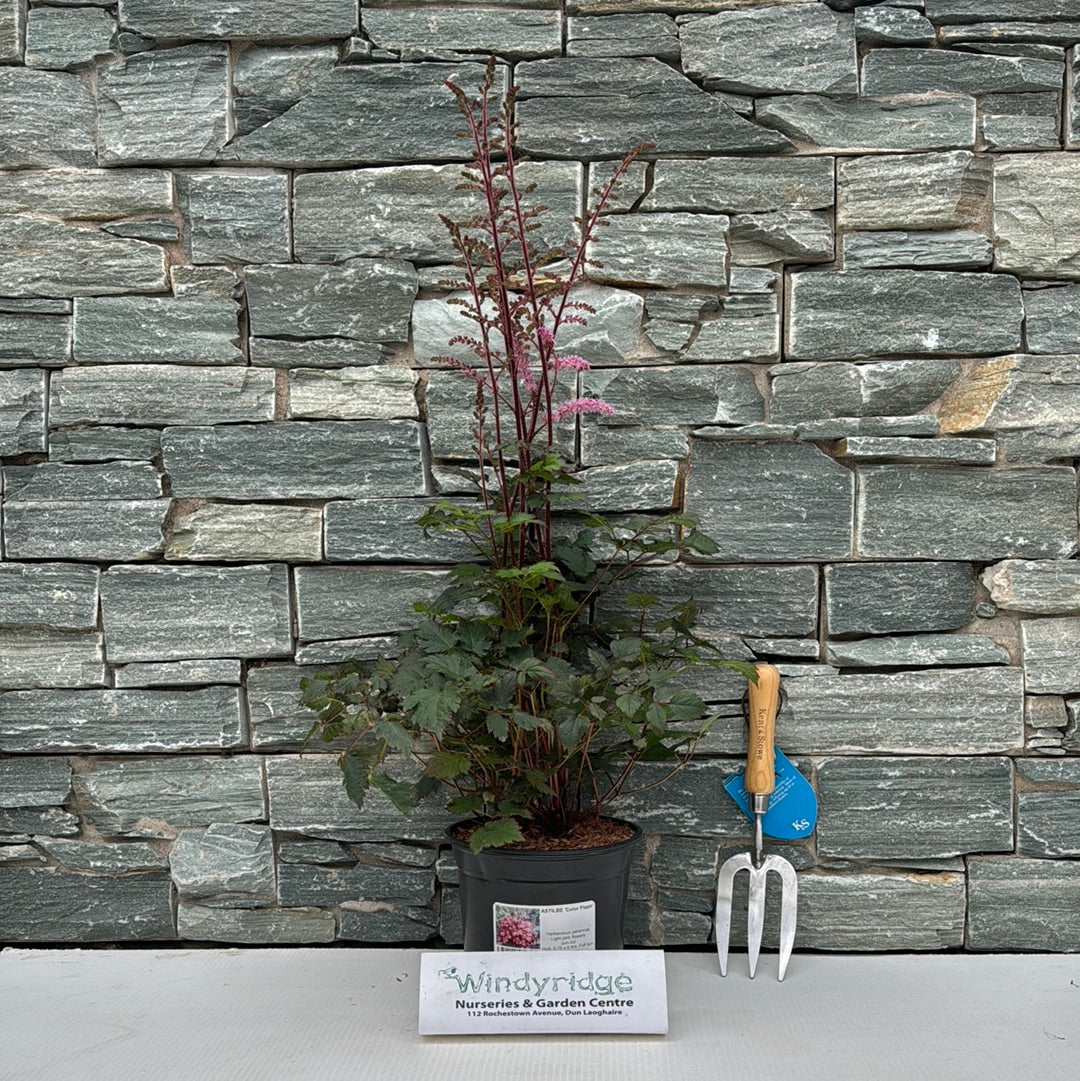 ASTILBE  Color Flash - Image 3