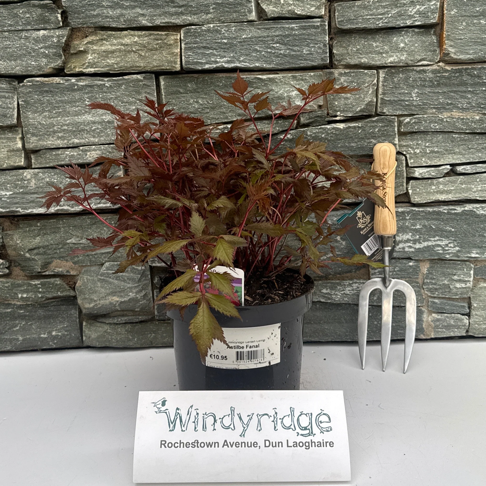 Astilbe Fanal
