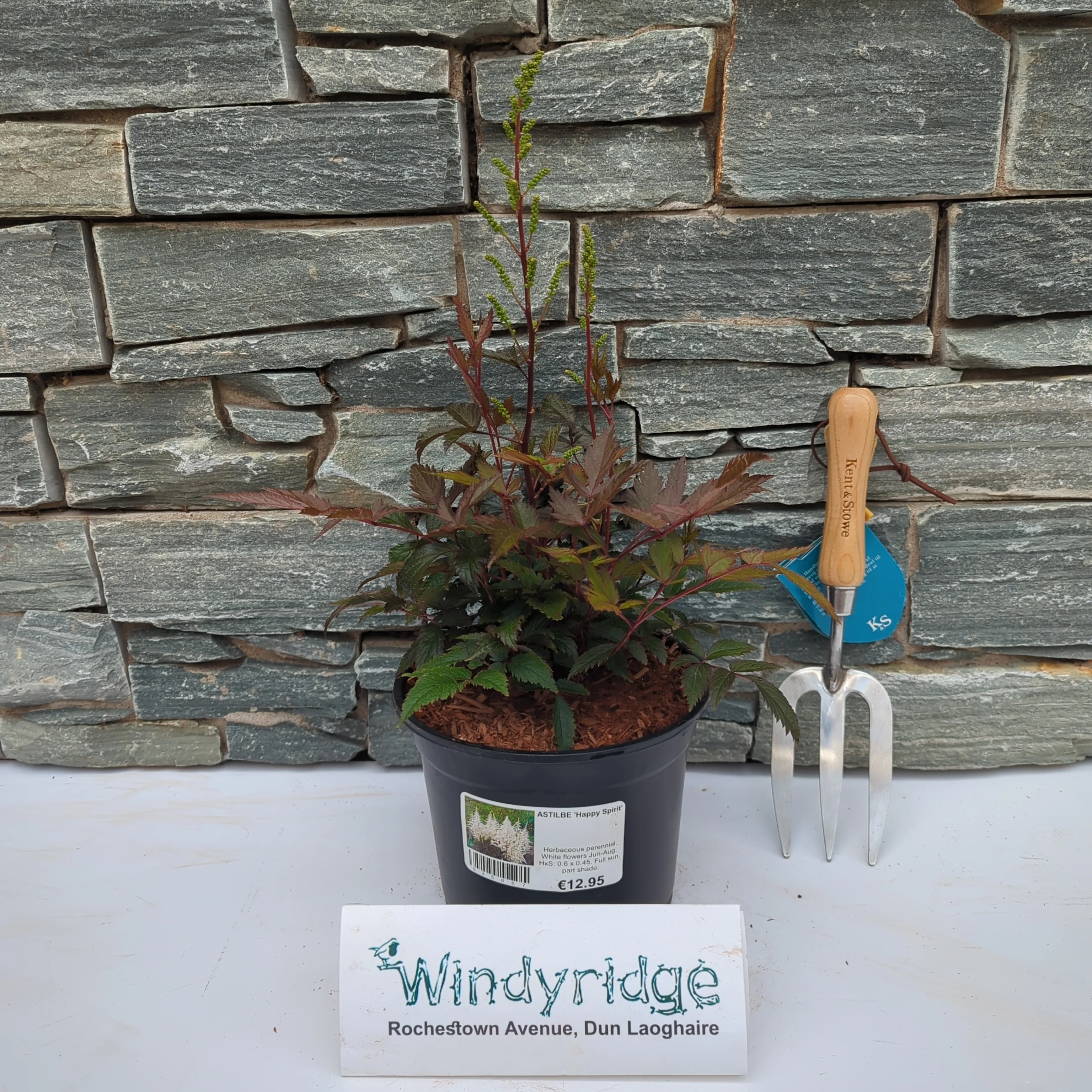 ASTILBE Happy Spirit - Image 2