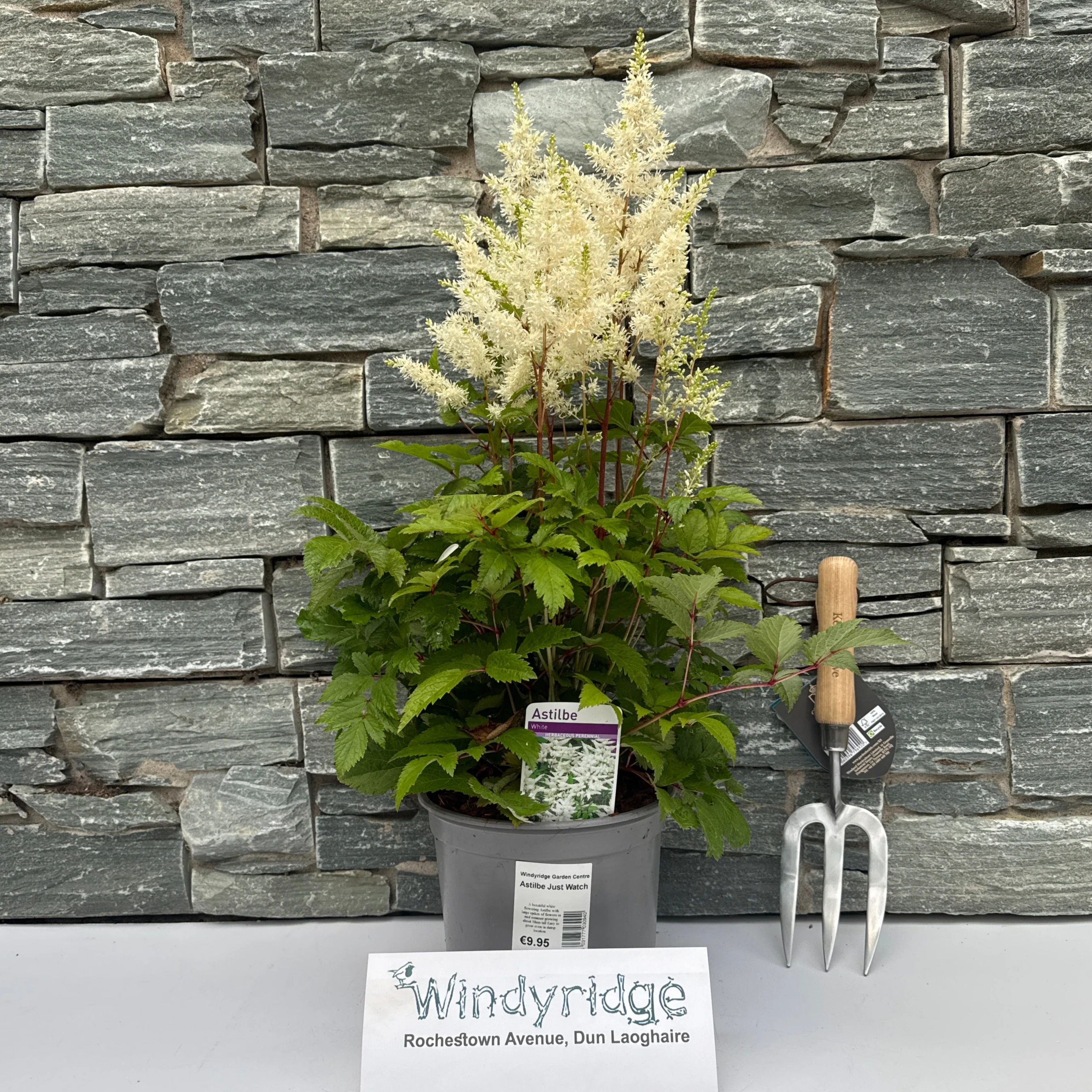 Astilbe Just Watch - Image 2