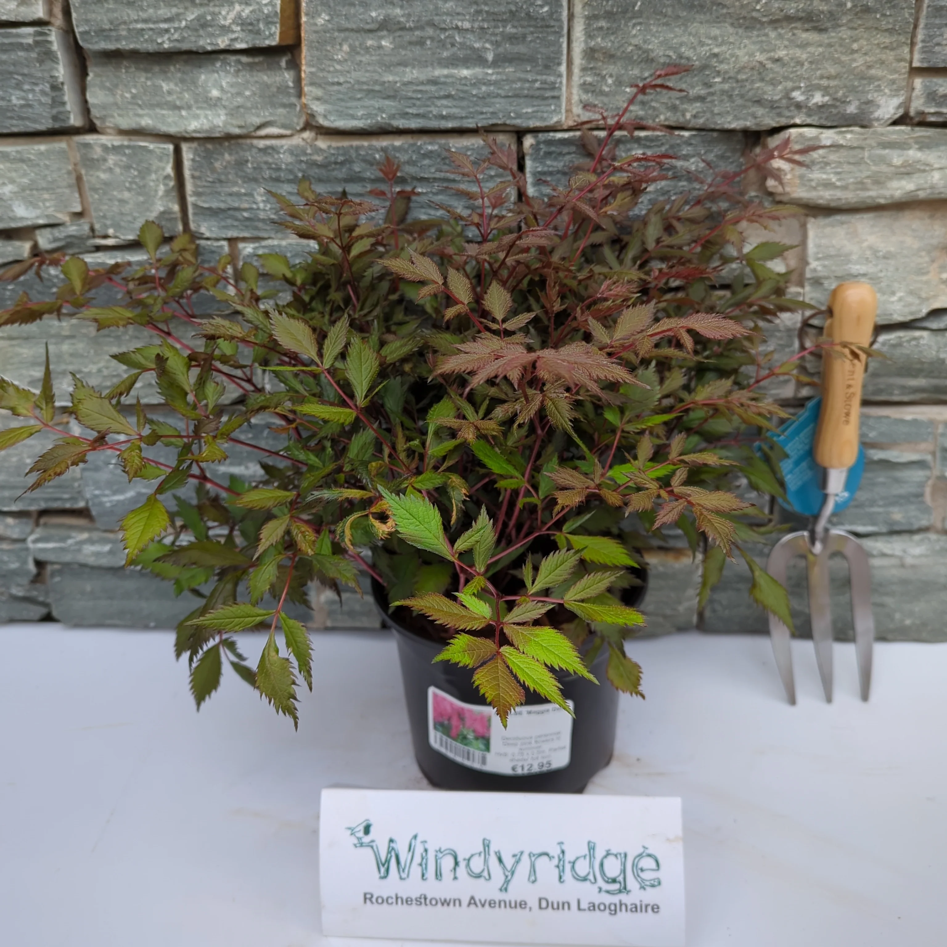 ASTILBE Maggie Daley 3L - Image 2