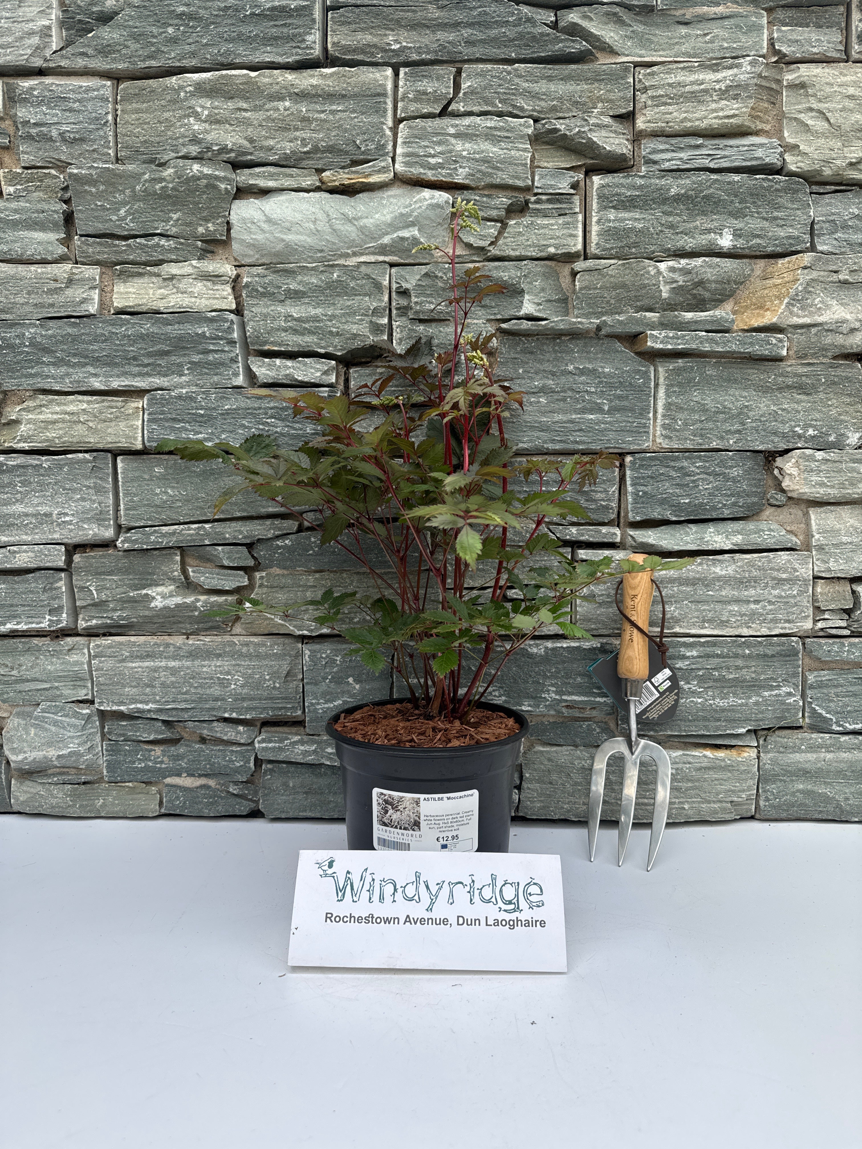 ASTILBE Moccachino - Image 2