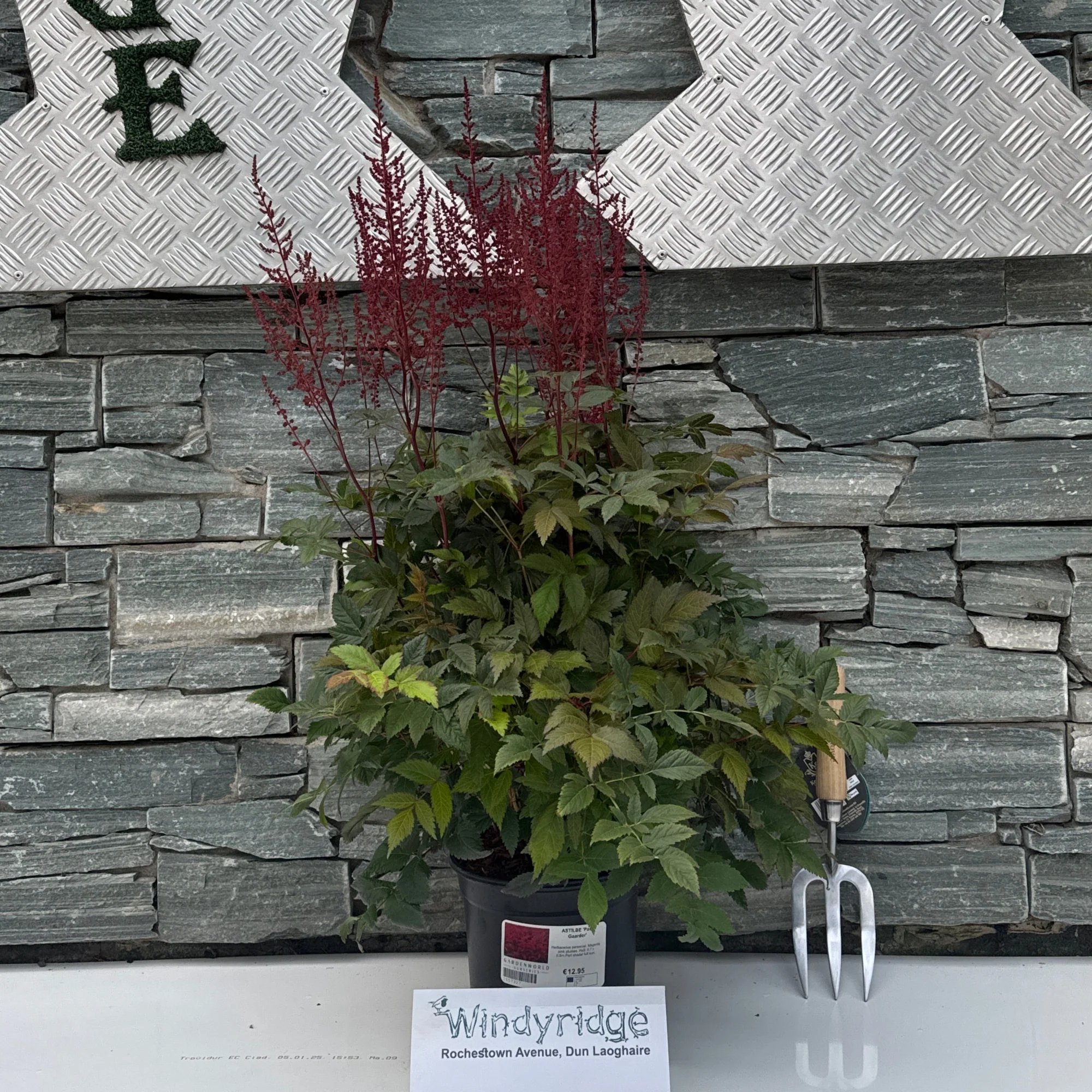 ASTILBE Paul Gaarder - Image 2