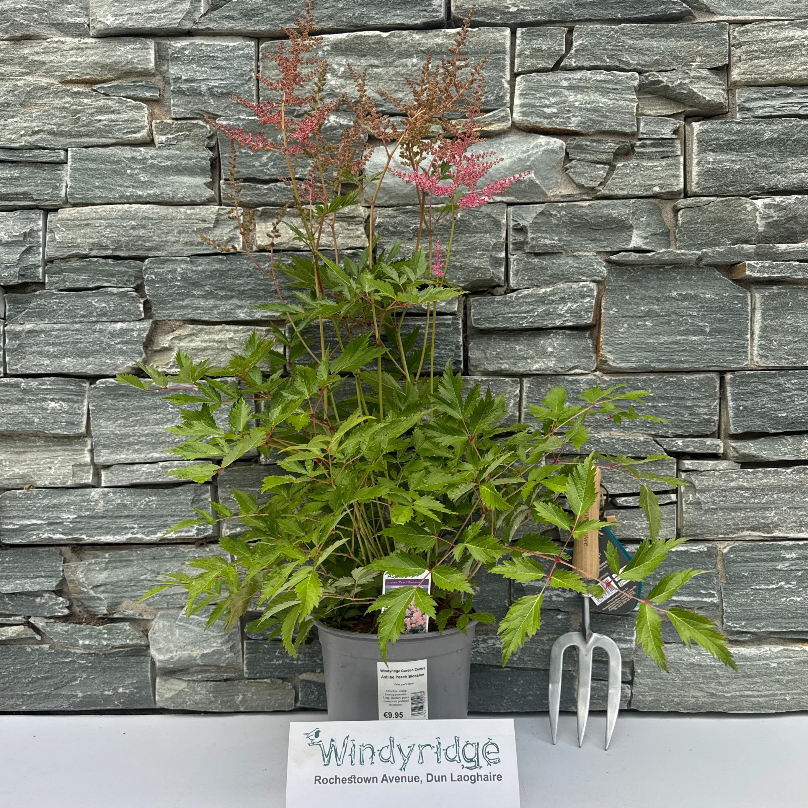 Astilbe Peach Blossom - Image 2
