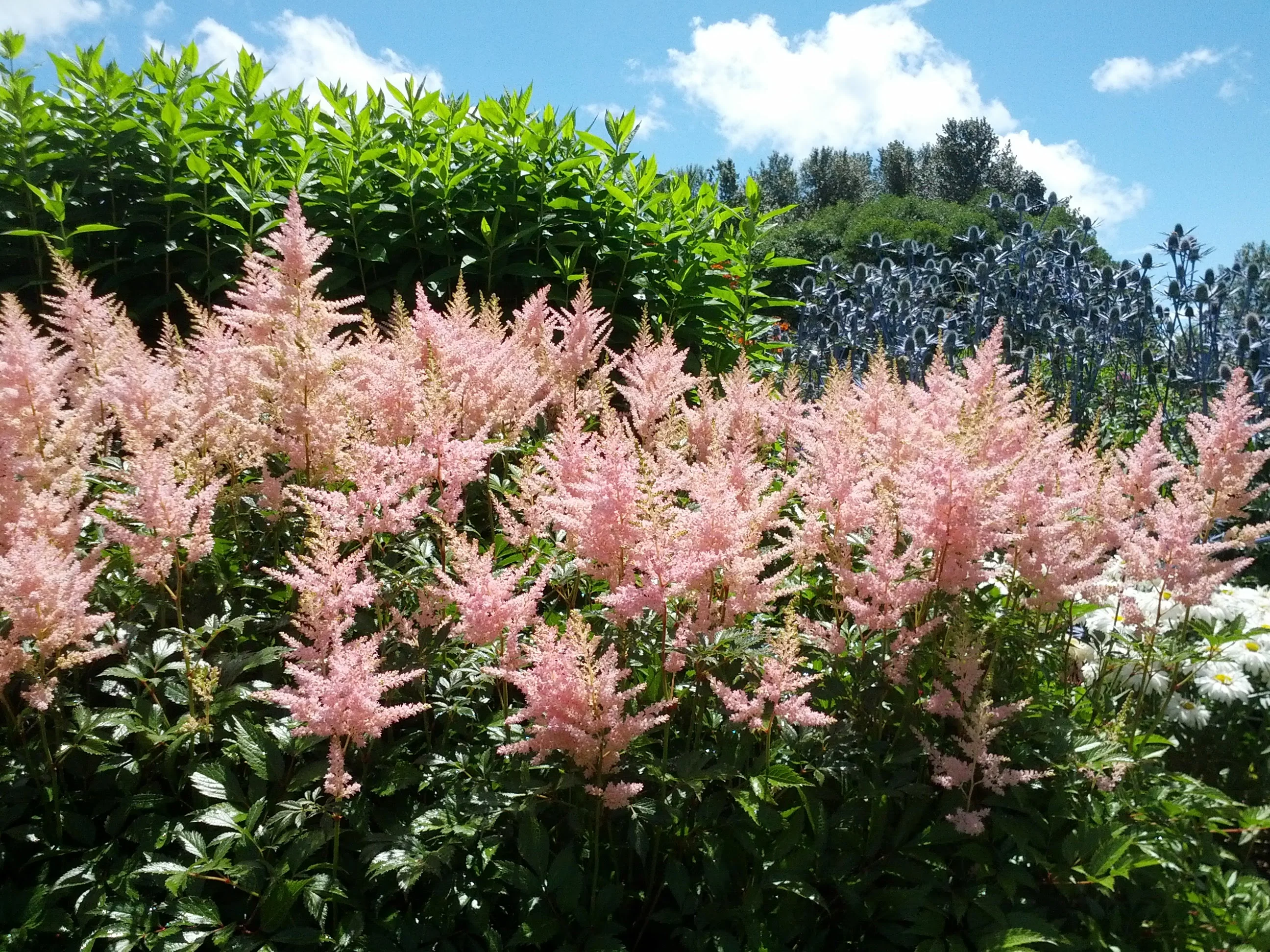 Astilbe Peach Blossom - Image 3