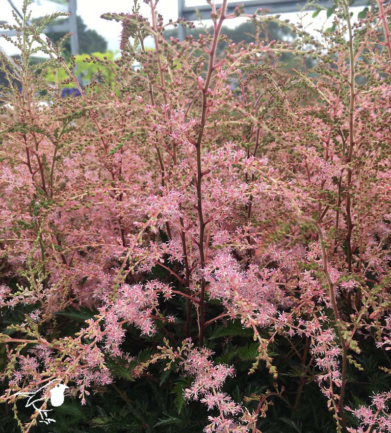 ASTILBE simp Sprite