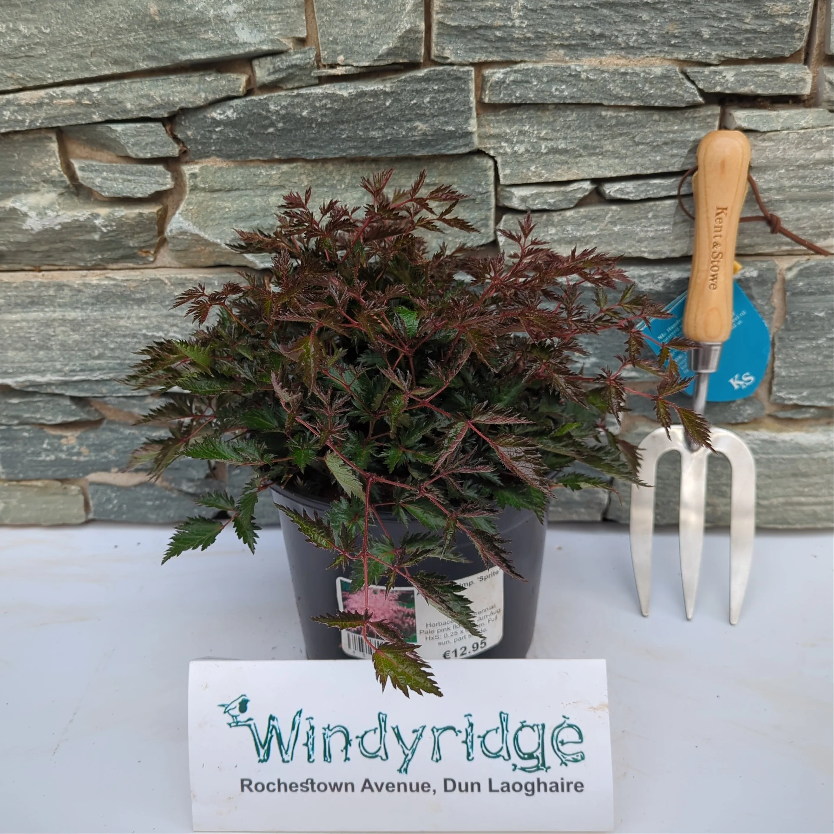 ASTILBE simp. Sprite 3Ltr Pot