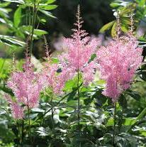 ASTILBE simp. Sprite 3Ltr Pot - Image 3