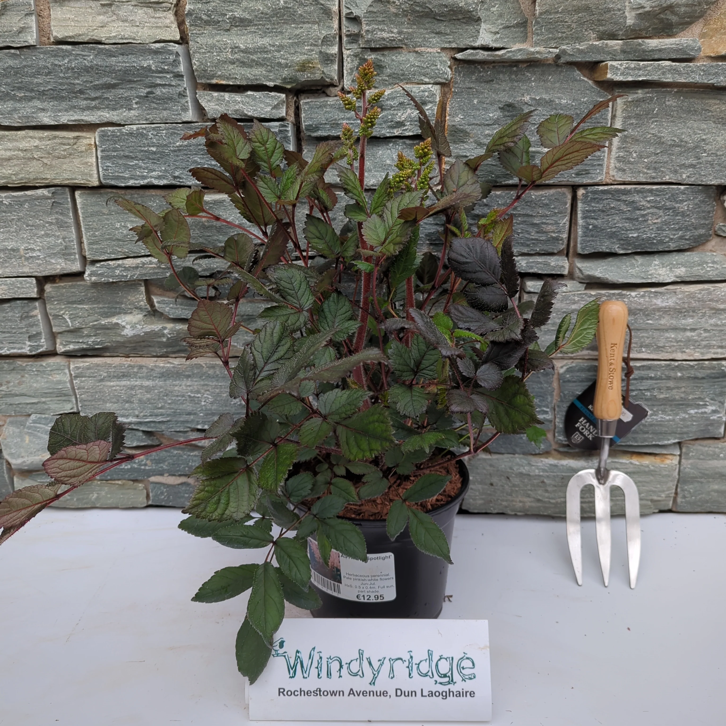 ASTILBE Spotlight - Image 2