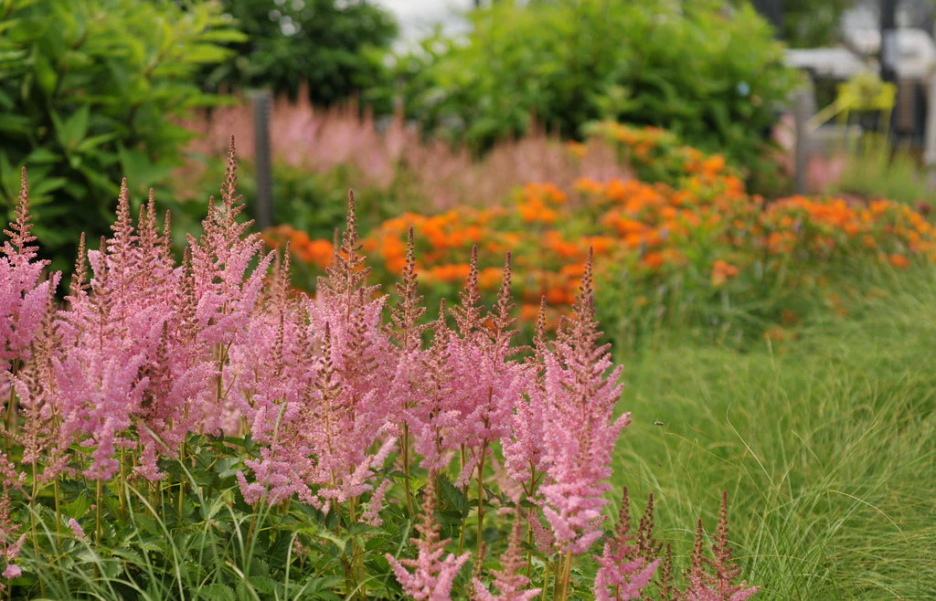 ASTILBE Spotlight - Image 3