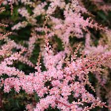 Astilbe Sprite