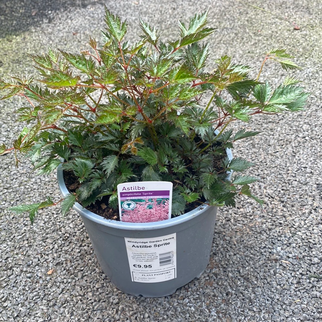 Astilbe Sprite - Image 2