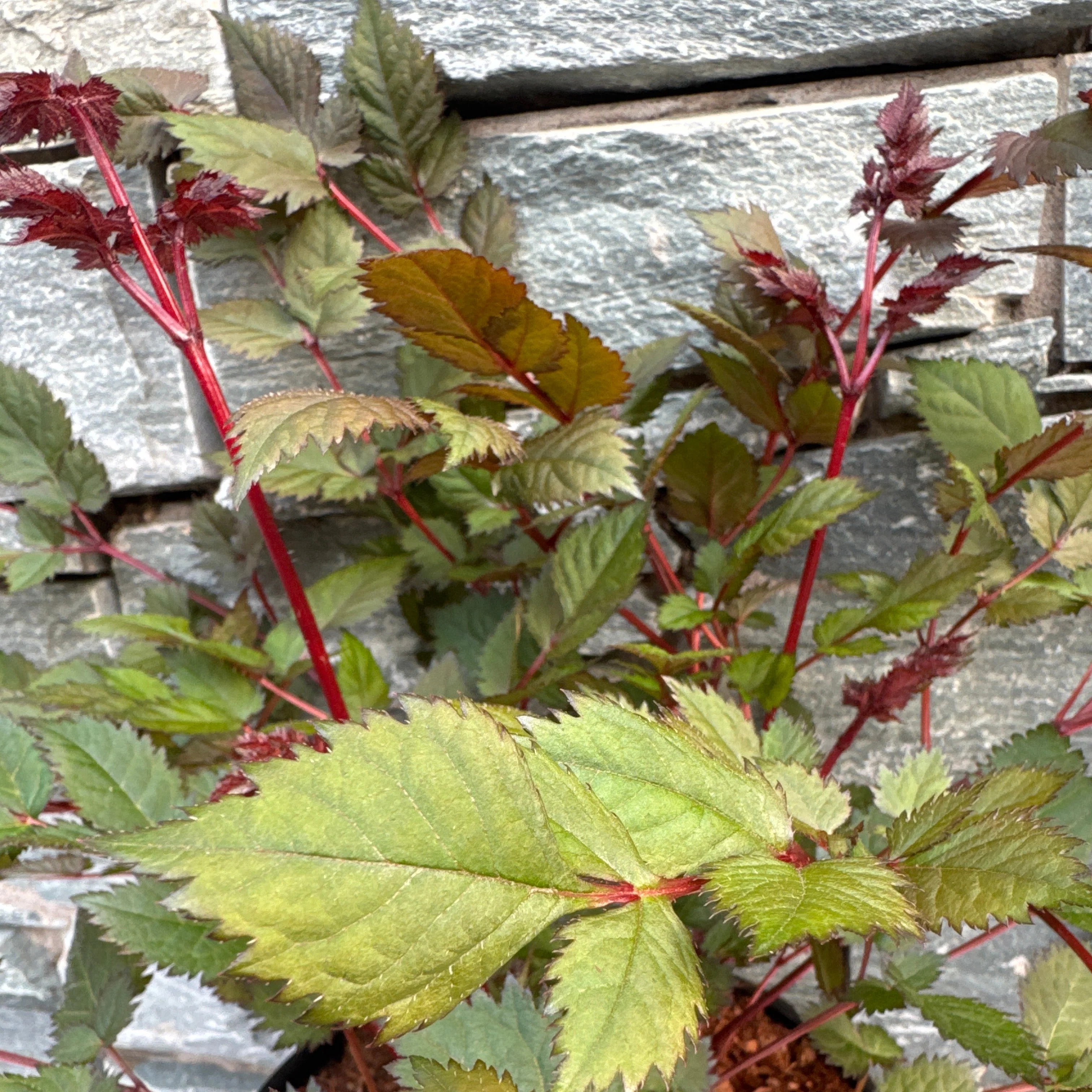 ASTILBE Vision Vulcano - Image 2