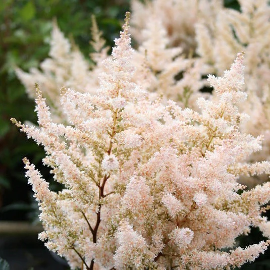 Astilbe White Wings