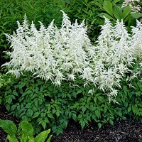 Astilbe White Wings - Image 2