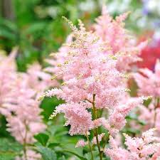 Astilbe x rosea Peach Blossom - Image 2