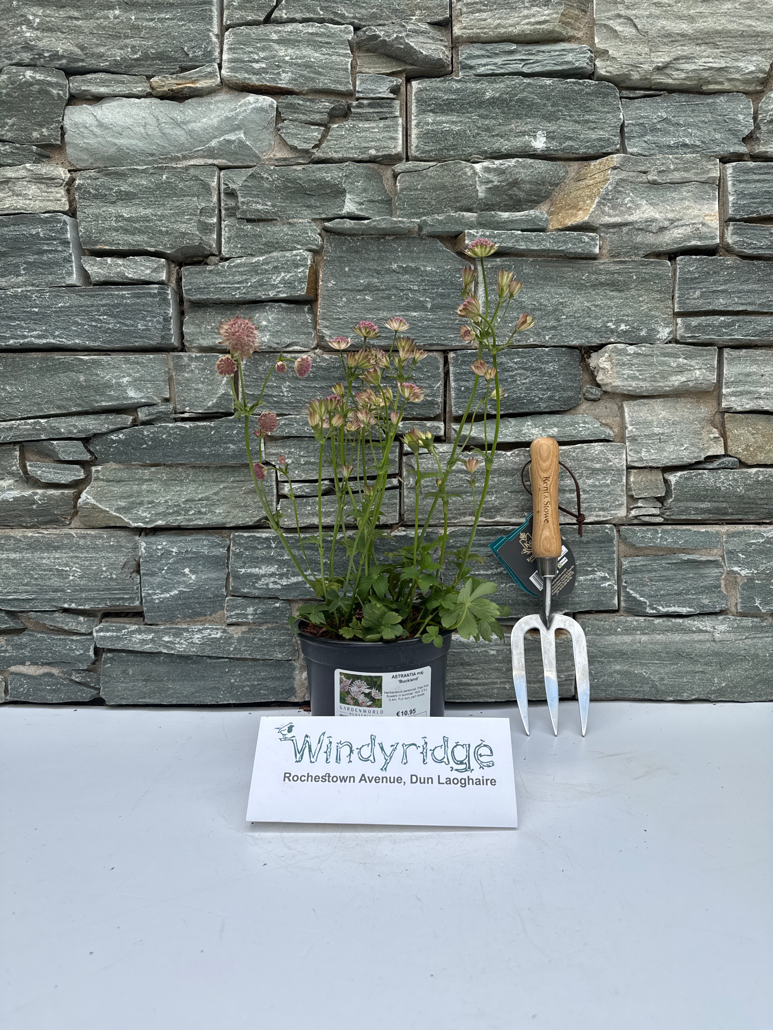 ASTRANTIA maj. Buckland 2L - Image 3