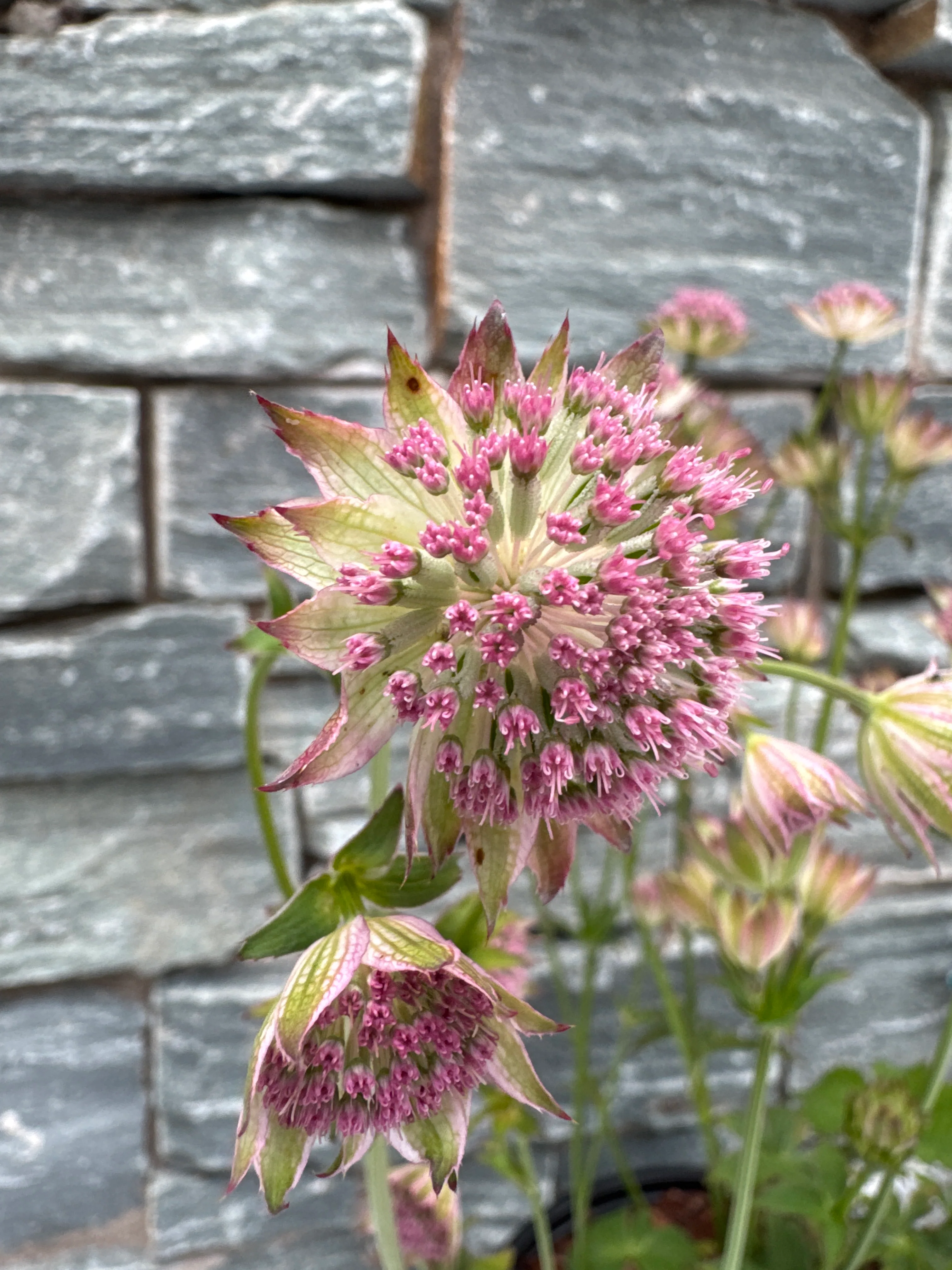 ASTRANTIA maj. Buckland 2L - Image 4