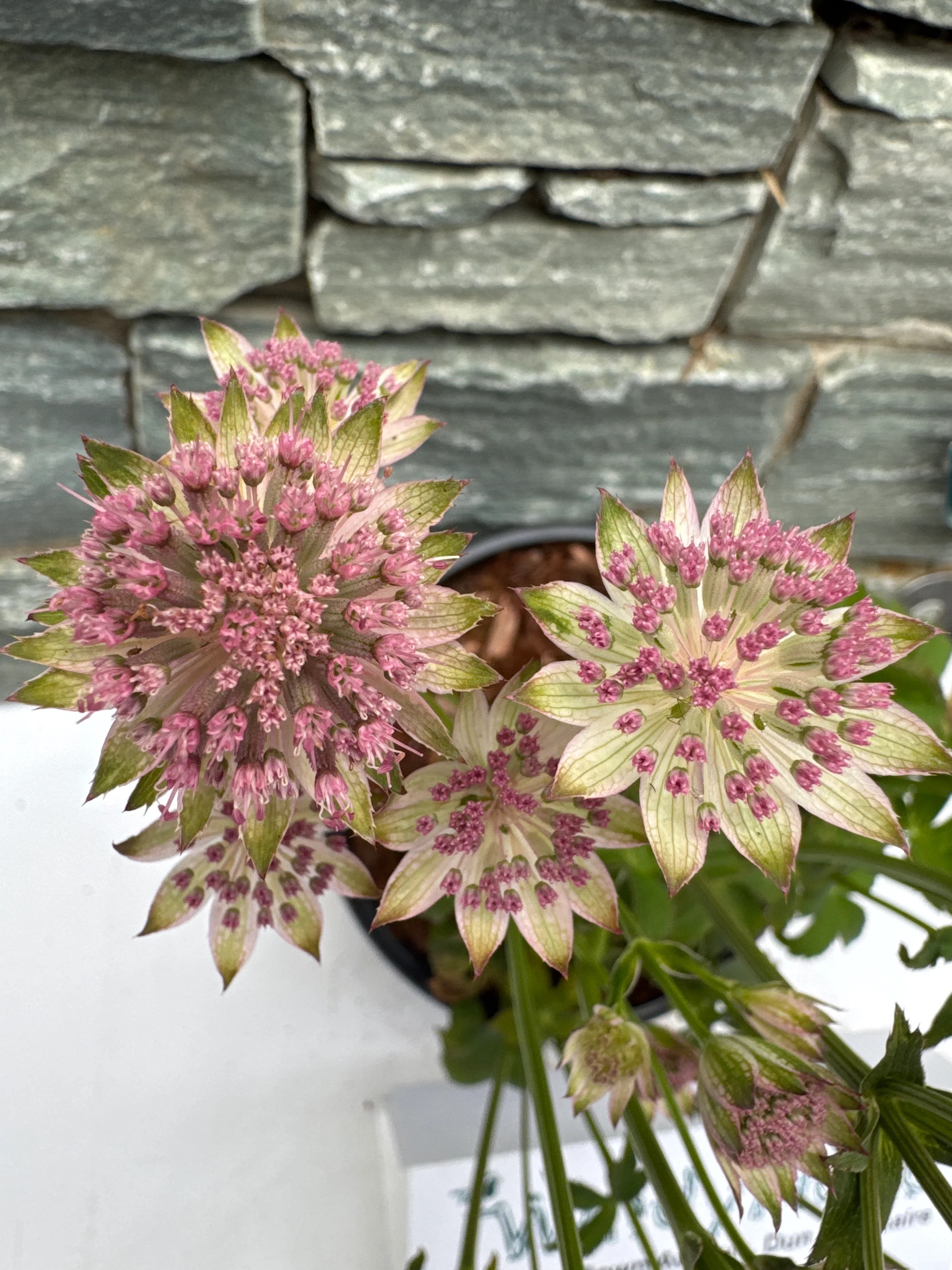 ASTRANTIA maj. Buckland 2L - Image 5