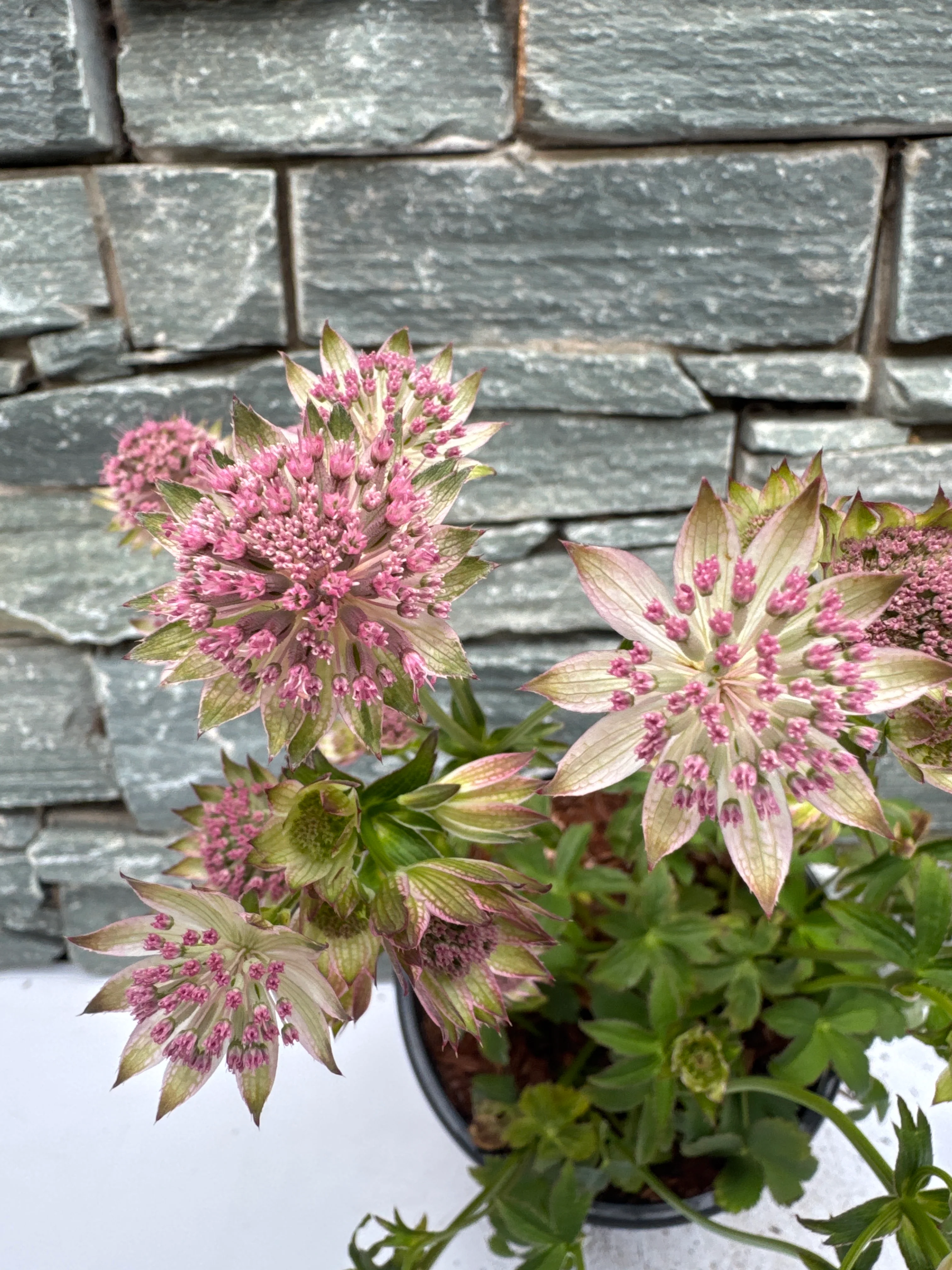 ASTRANTIA maj. Buckland 2L - Image 6