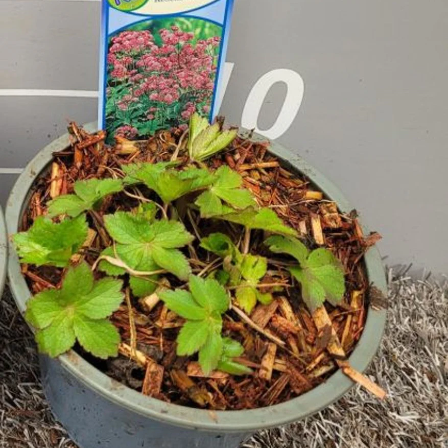 Astrantia maj. 'Rosensinfonie' P13