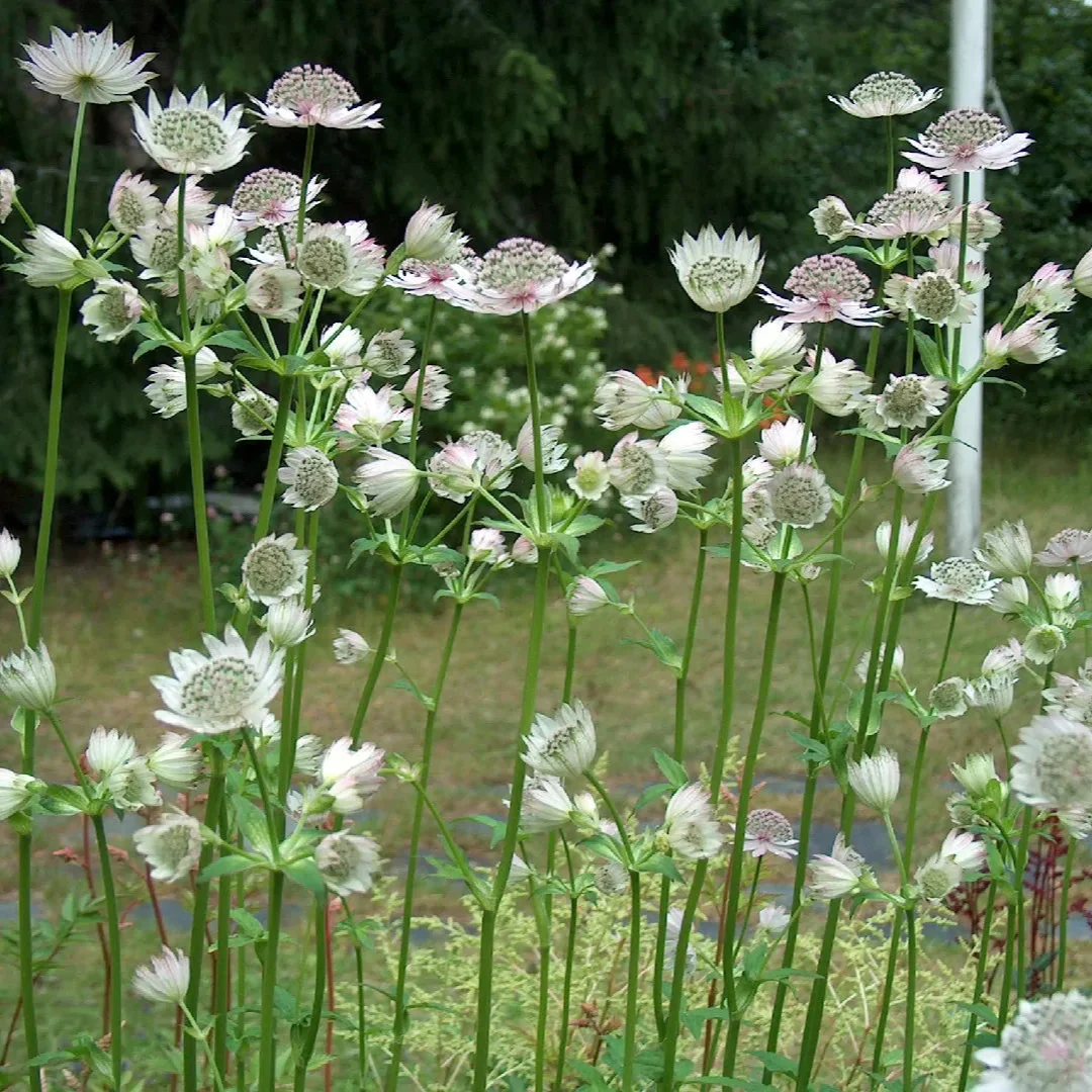 Astrantia maj. Shaggy - Image 3