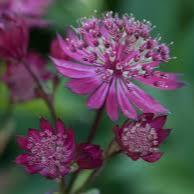 Astrantia major 'Hadspen Blood' - Image 2