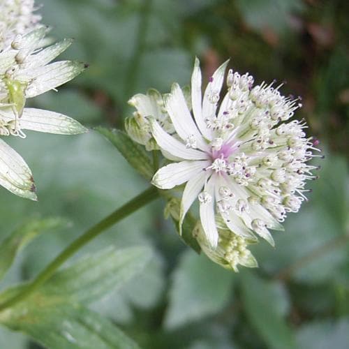 Astrantia major Shaggy - Image 3