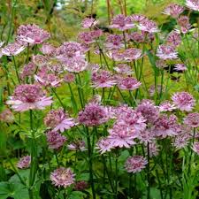 Astrantia Roma 2lt pot