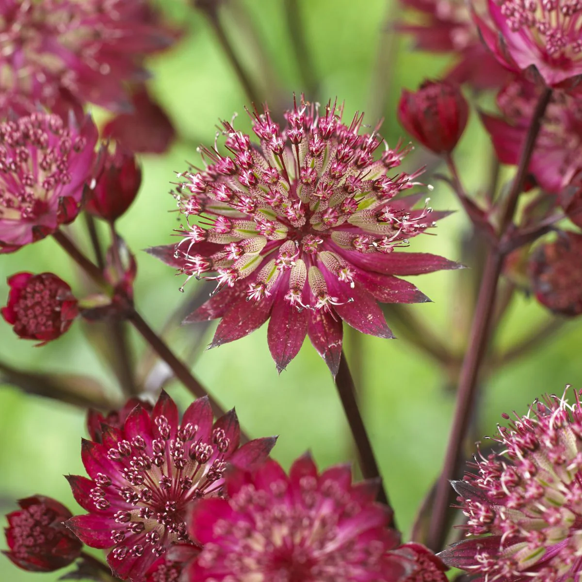 Astrantia Star of Love 2lt pot