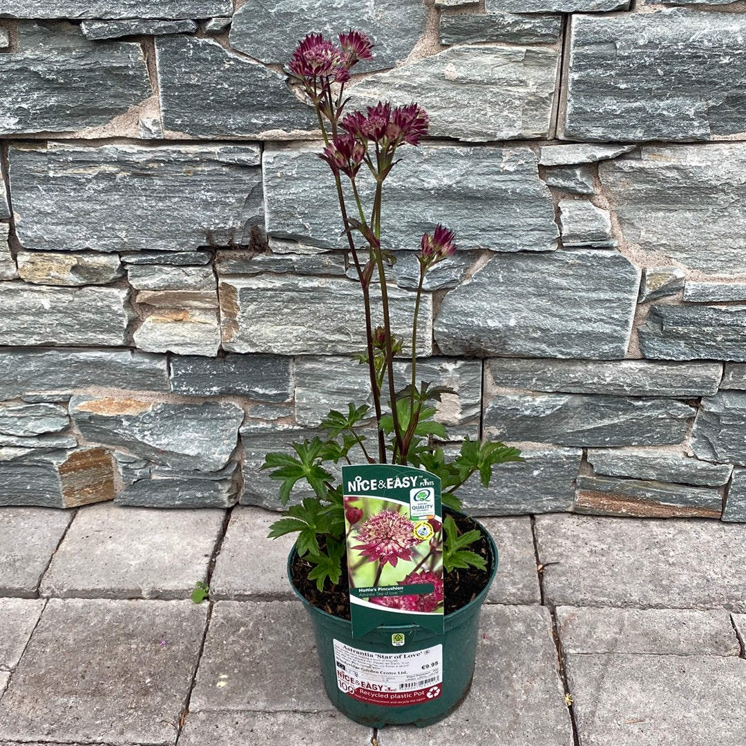 Astrantia Star of Love 2lt pot - Image 4