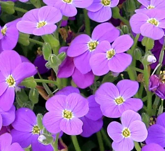 AUBRIETA Audrey Blue Shades